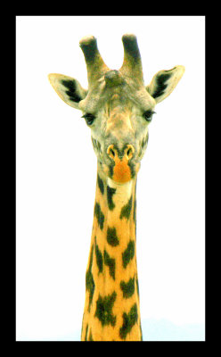 giraffe head.jpg