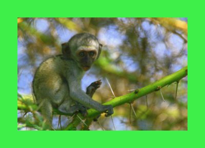 green monkey.jpg
