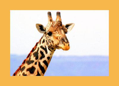 nat giraffe.jpg