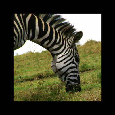 zebra.jpg