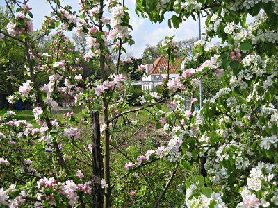 De fruitbomen van N. van Rijnswou