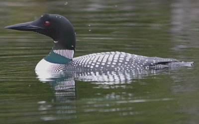 aIMG_4426.jpg