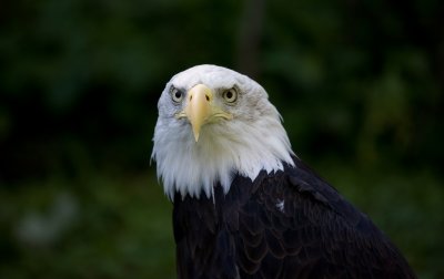 Adler Gehege Berchtesgaden