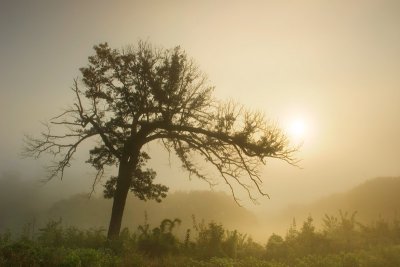 Foggy sunrise