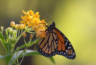 Monarch & flowers