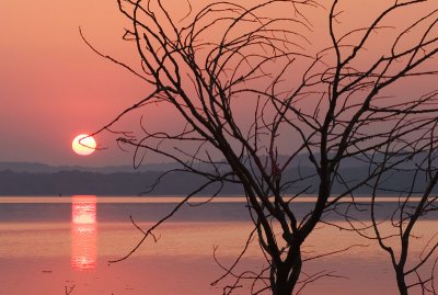 Tree & the rising sun