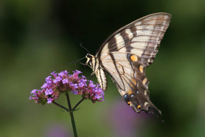 Swallowtail