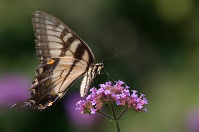 Swallowtail