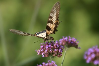 Swallowtail