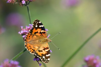 Painted lady