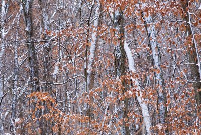 Snow & maples