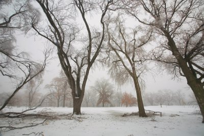 Winter trees