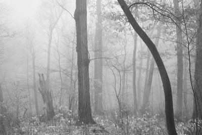 Fog in the woods