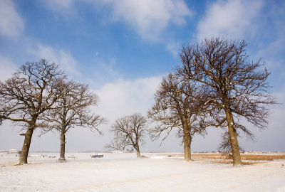 Snow & trees