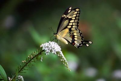 Swallowtail & flowers