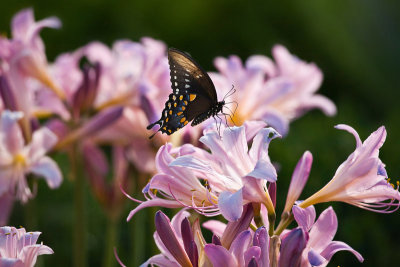 Swallowtail & flowers