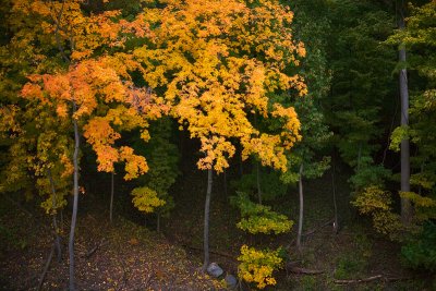 Maple woods
