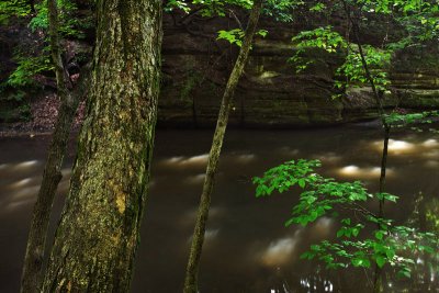 Tree by the creek