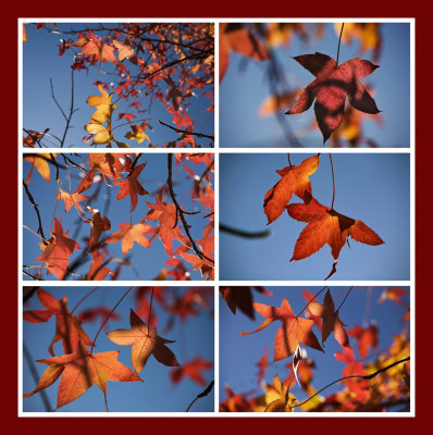 Autumn leaves II