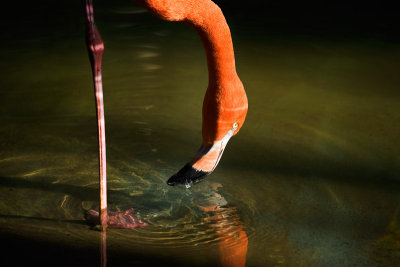 Flamingo