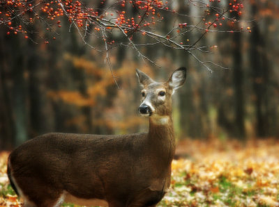 The deer