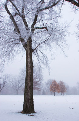 Winter trees