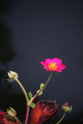 Pink flower