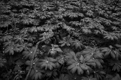 Mayapples