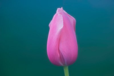 Pink tulip