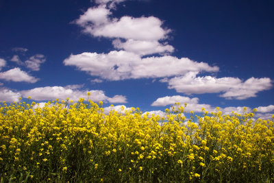 Flowers & sky