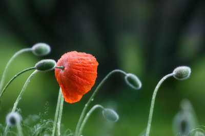 Poppy in the rain