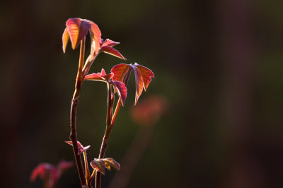 Spring leaves IV