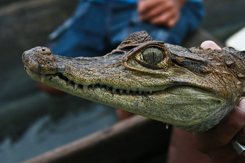 Toothy Grin