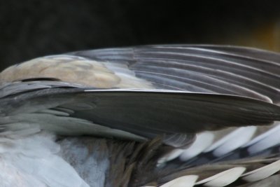 Dove Wings In Flight