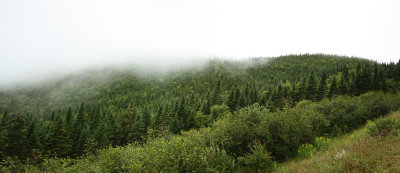 Lowland Forest Pano