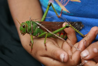 Pet Grasshopper
