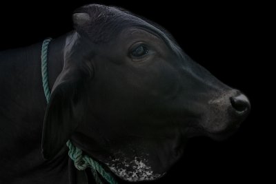 Brahma Cow