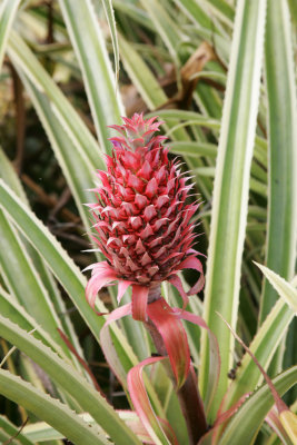 hawaii_show-22.jpg