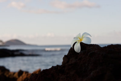 hawaii_show-281.jpg