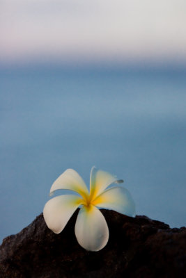 hawaii_show-282.jpg