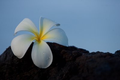 hawaii_show-283.jpg