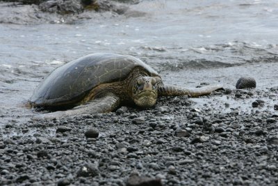 hawaii_show-61.jpg