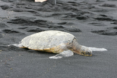 hawaii_show-64.jpg