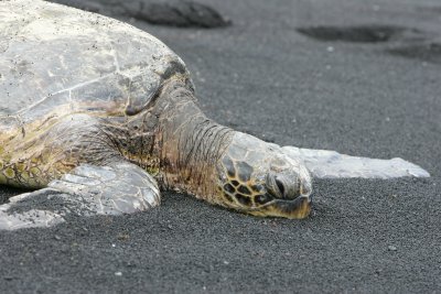 hawaii_show-65.jpg