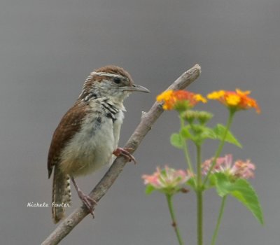 Carolina wren 0041 2 8-17-08.jpg