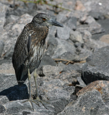 Yellow-crowned Night Heron Juvie 0089 10-2-08.jpg