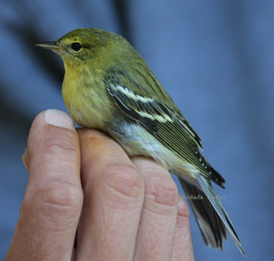 blackpoll warbler 0132 10-4-08.jpg