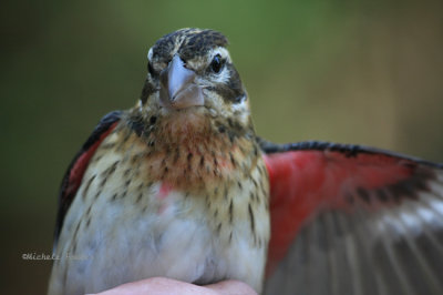 rose breasted grosbeak male juvie 0218 2 10-4-06.jpg