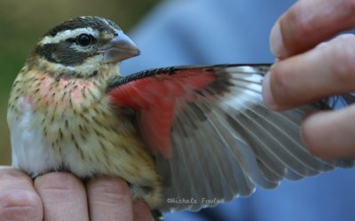 rose breated grosbeak juvie 0238 2 10-4-08.jpg