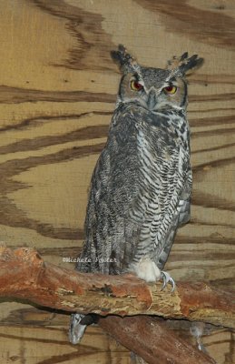 Great Horned Owl 0087 10-12-08.jpg
